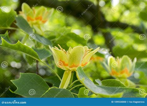 Liriodendron Tulipifera Beautiful Ornamental Tree in Bloom Stock Photo - Image of group, bunch ...