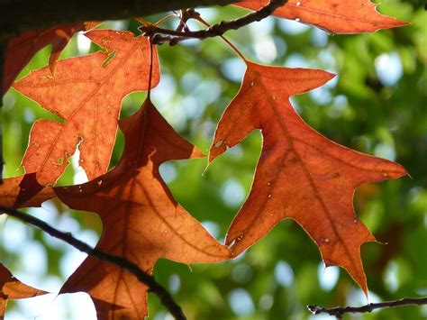 Download free photo of Autumn,leaves,red oak,fall foliage,fall color ...