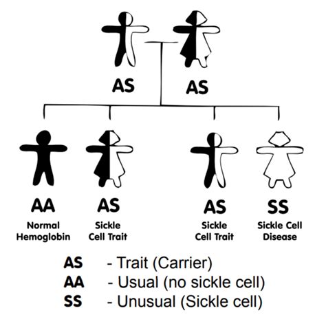 Inheritance of Sickle Cell Anaemia » Sickle Cell Society