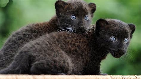 Cute Jaguar Baby Black Panther Animal - update berita olahraga dalam luar