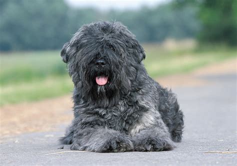 Bouvier des Flandres - Native Breed.org