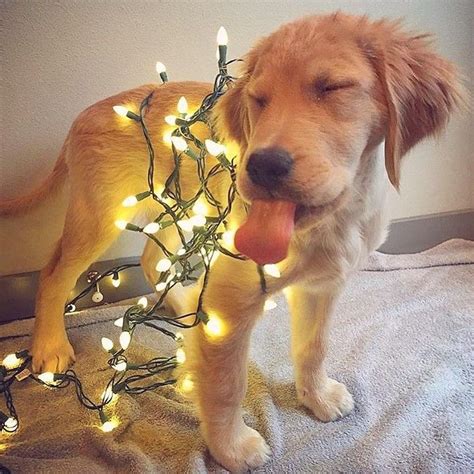 Golden Christmas Puppy | Golden retriever christmas lights, Christmas ...