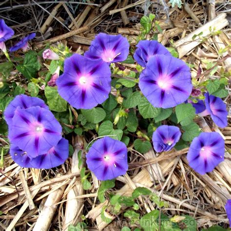 50 Purple Morning Glory Seeds Ipomoea purpurea 2016 grow