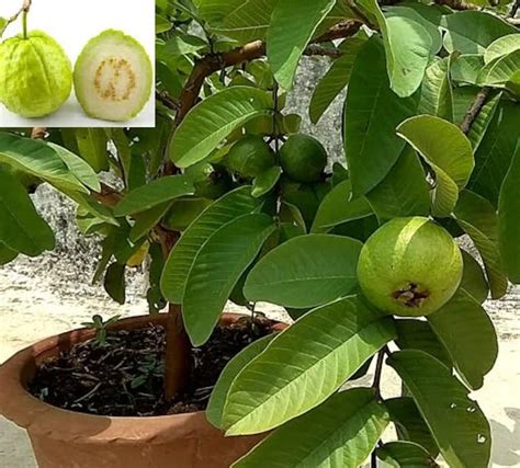 Indian Guava Plant Tree Seeds Psidium Guajava Tropical | Etsy