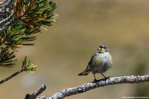 What's Your Yosemite Wildlife Match? — Yosemite Conservancy