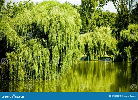 Willow Tree Lake Stock Photography - Image: 5739052