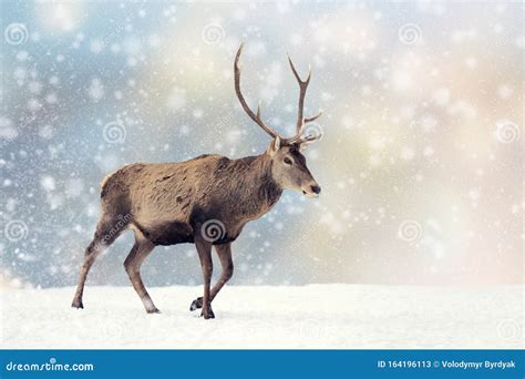 Deer in a Snow on Christmas Background Stock Image - Image of ...