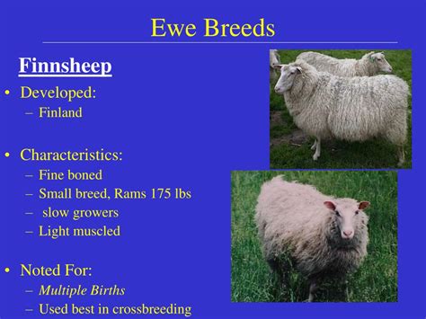 PPT - U.S. Sheep and Goat Breeds PowerPoint Presentation, free download - ID:1459626