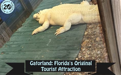 Gatorland: Florida's Original Tourist Attraction • Twenty Something In ...