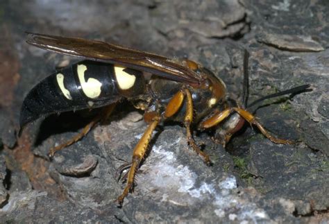 Sphecius speciosus - Facts, Diet, Habitat & Pictures on Animalia.bio