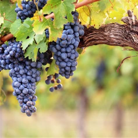 Interesting facts about Pinotage | WineTourism.com