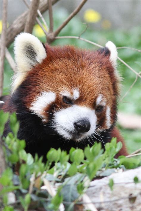 17 Reasons Red Pandas Are The Cutest Creatures In The Galaxy | Animals beautiful, Red panda ...