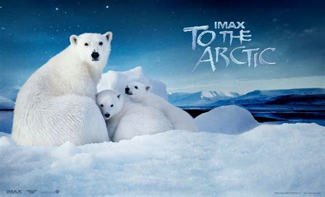 To The Arctic wallpapers, Movie, HQ To The Arctic pictures | 4K Wallpapers 2019