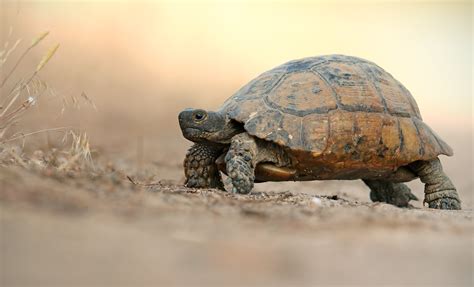 Download Reptile Animal Tortoise HD Wallpaper