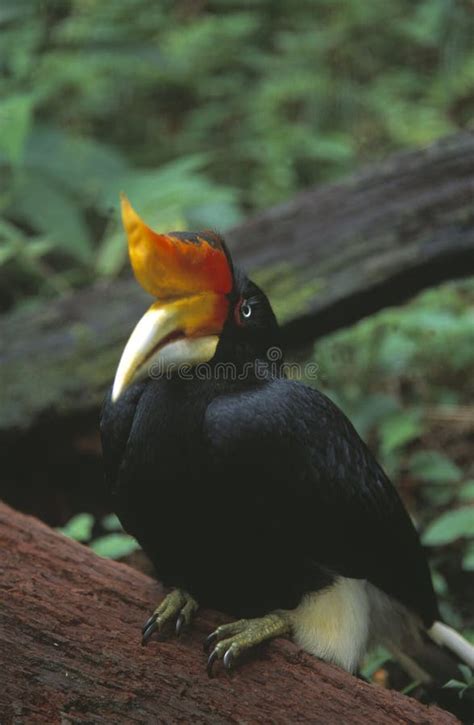 128 Hornbill Sarawak Stock Photos - Free & Royalty-Free Stock Photos ...