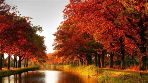 Autumn Tree Wallpaper (61+ images)