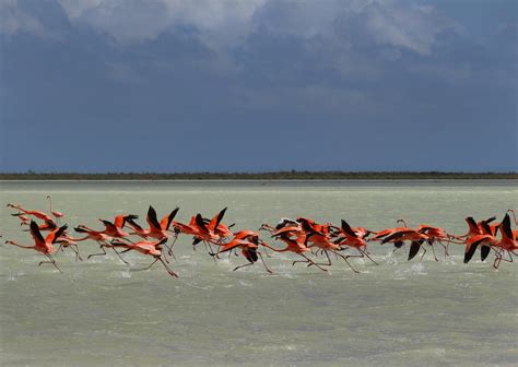 On Great Inagua Island in the Bahamas, the flamingos are many and ...