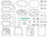 Cell Biology Clip Art Organelles Digital Stamps Animal  sketch template