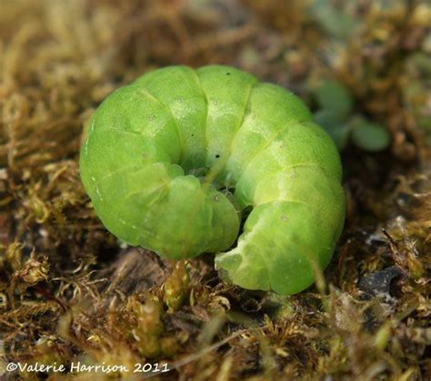 Angle Shades | Caterpillar, Moth caterpillar, Moth