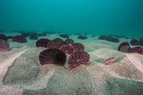 9 Fascinating Facts About Sand Dollars