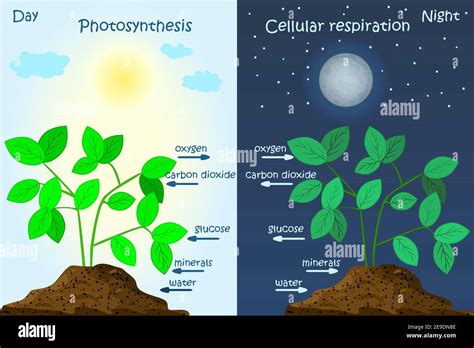 Steps Of Photosynthesis Diagram