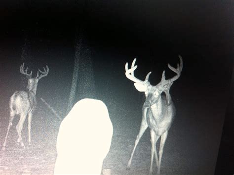 Trail Camera Tips & Tricks for Deer Hunting | Heartland Lodge