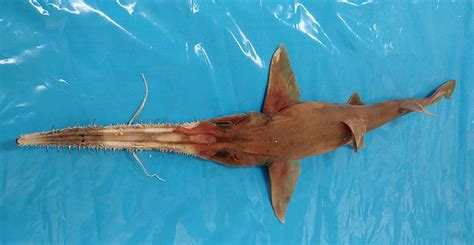 March Elasmobranch of the Month: Common (Longnose) Sawshark