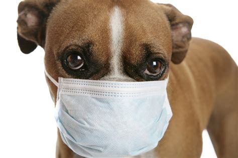 What Is Canine Influenza Virus? | Merrimac Valley Animal Hospital