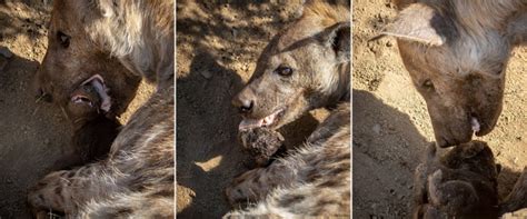 Hyena Birth – Moment of Magic - Africa Geographic