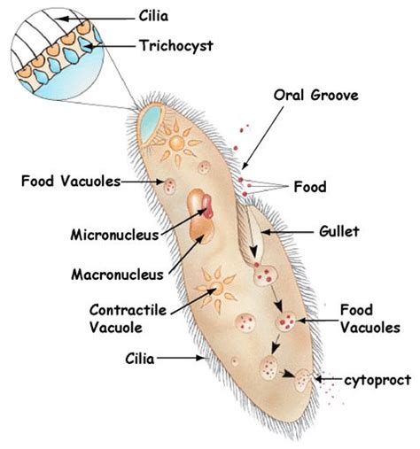 Paramecium Structure