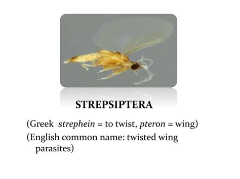 Classification of insects | PPT