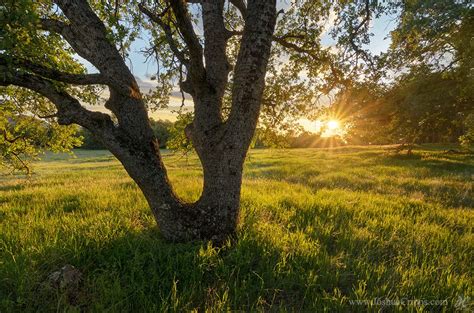 Oak savanna | Nature photography, Landscape photos, Savanna