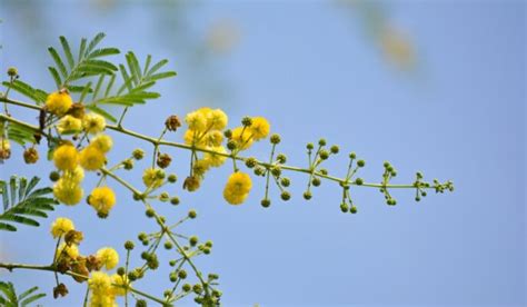 Babool Tree How to Grow and Care, Maintenance