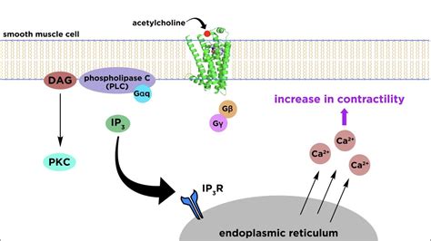 Bronchodilators Part 2: Mechanisms of Action - YouTube