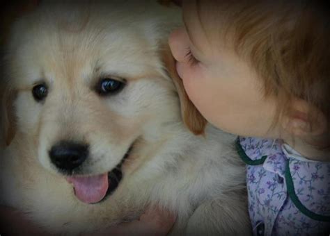 Sweet Baby kisses for a Sweet Golden Retriever Puppy - Windy Knoll ...