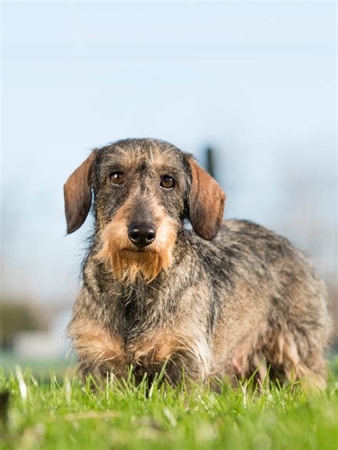 Teacup Dachshund Full Grown Weight, Height, And More - Sweet Dachshunds