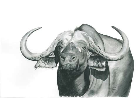 Animal Sketches, Animal Drawings, Drawing Sketches, Art Drawings, Buffalo Art, Water Buffalo ...