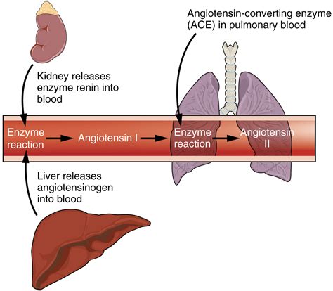 The Urinary System and Homeostasis · Anatomy and Physiology