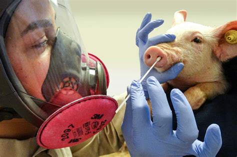 People In The US Passed Swine Flu To Pigs Nearly 400 Times In 12 Years | QNewsHub