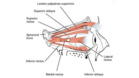 Extraocular Muscles | Eye Movement | Eye Muscles | Geeky Medics