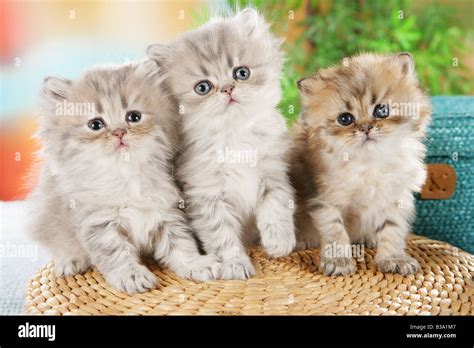 Persian Cat. Three kittens sitting next to each other Stock Photo - Alamy