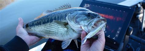 Berkley Labs anticipates fishing’s latest trend with new baits - Angling International