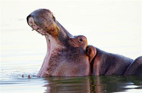 Hippopotamus Yawning - South Africa by Birdimages