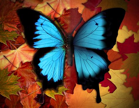 Autumn butterfly by pcgita on DeviantArt