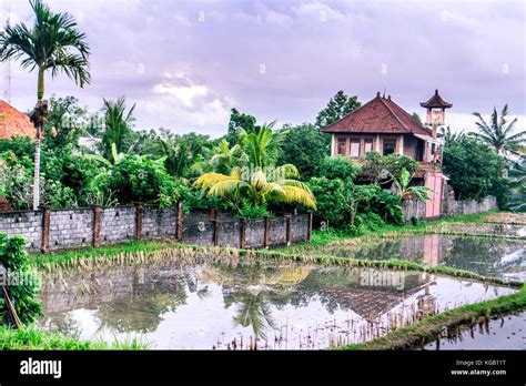 Sunset over rice fields Stock Photo - Alamy