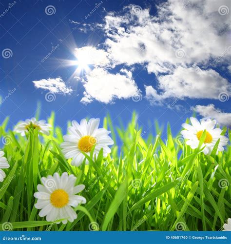 Flowers with Grassy Field on Blue Sky Stock Photo - Image of earths ...