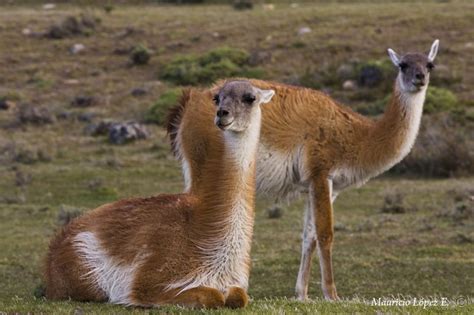 EL MUNDO ECOLOGICO: El guanaco