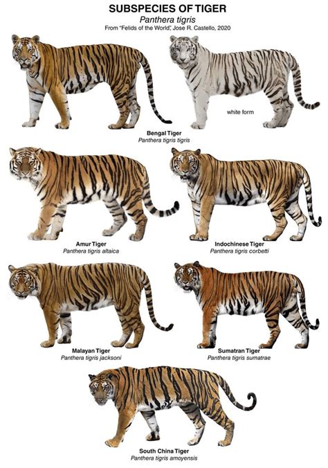 International Tiger Day - Officers Pulse | Tiger species, Tiger ...