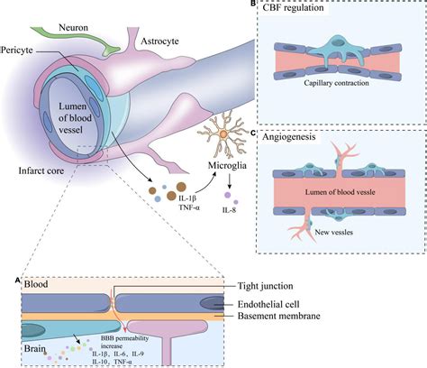 Frontiers | The Role of Pericytes in Ischemic Stroke: Fom Cellular ...