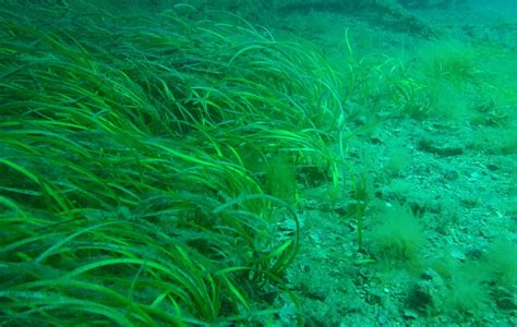 Seagrass decline tells tale of pollution overload | Latest news ...